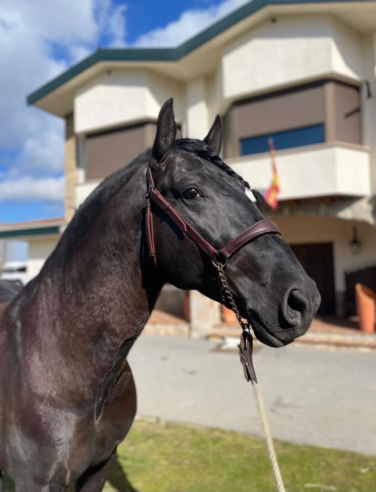 Retrato de un caballo negro en la finca
