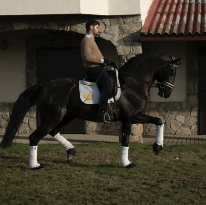 Diego montando un caballo negro de doma clásica